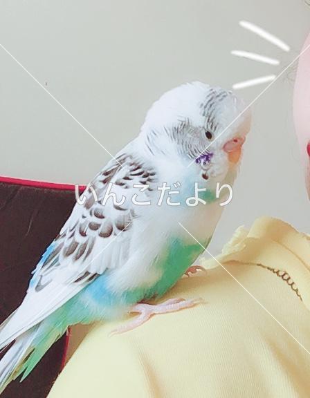 迷い鳥の写真