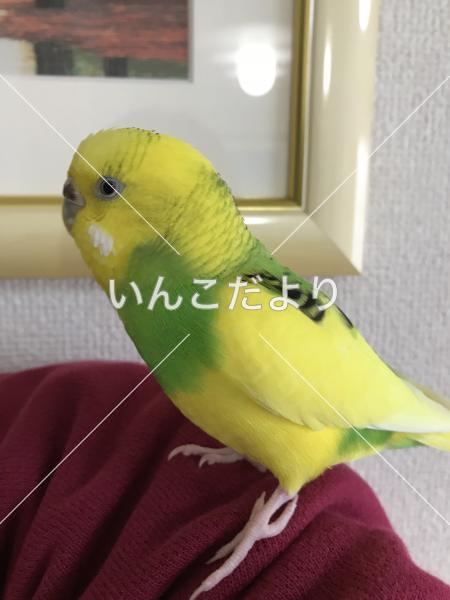 迷い鳥の写真
