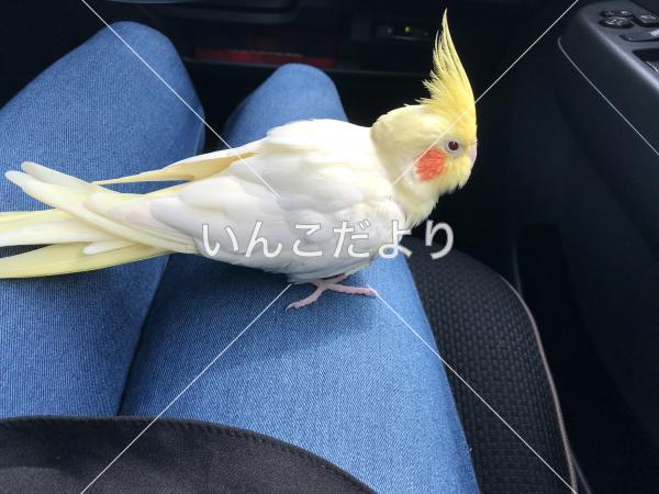 保護鳥の写真