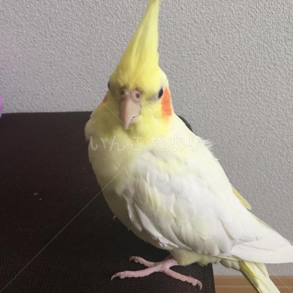 迷い鳥の写真