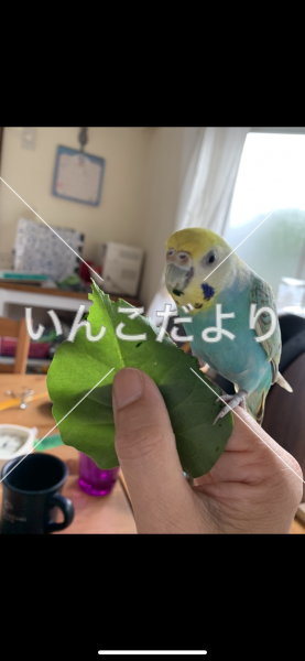 迷い鳥の写真