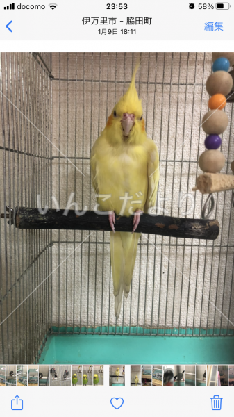 迷い鳥の写真