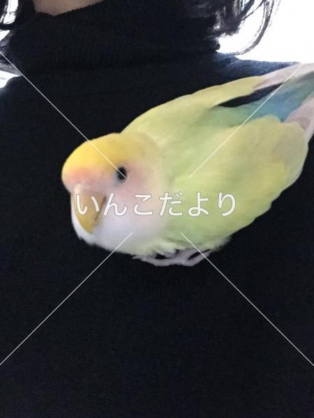 迷い鳥の写真