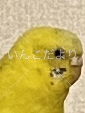保護鳥の写真