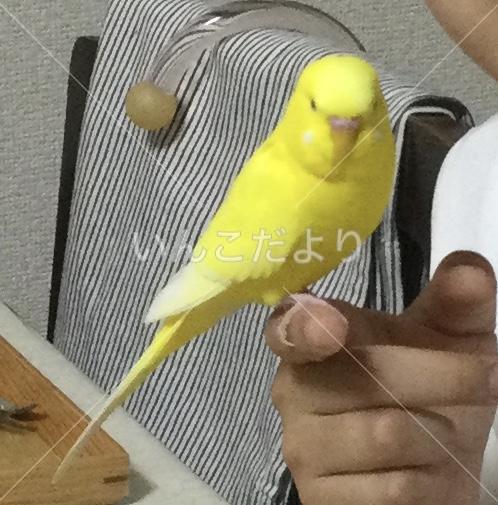 迷い鳥の写真