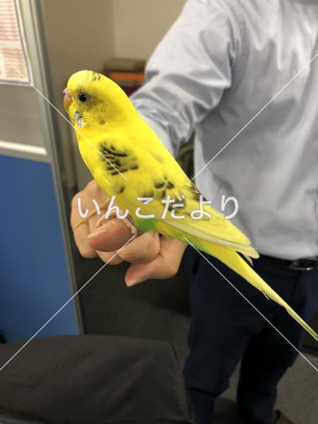 保護鳥の写真