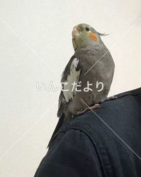 保護鳥の写真