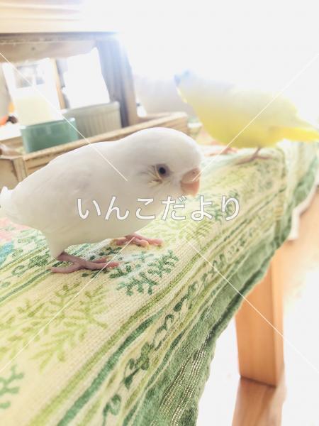 迷い鳥の写真