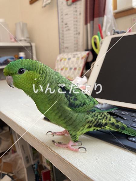 迷い鳥の写真