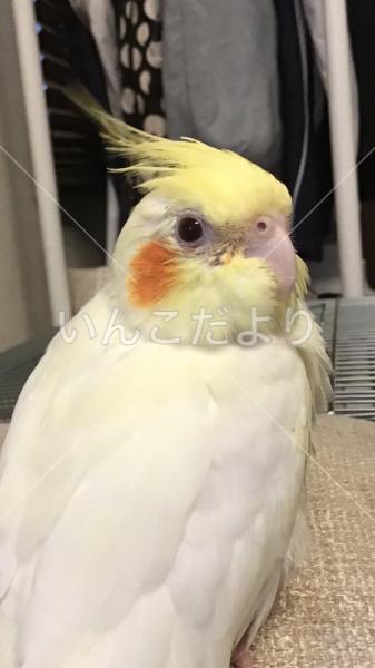 迷い鳥の写真