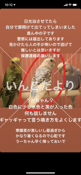 迷い鳥の写真