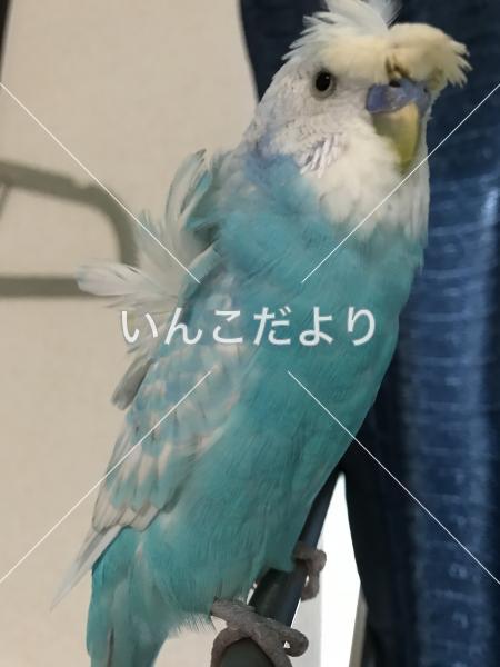 迷い鳥の写真