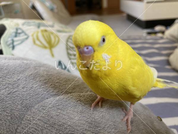 迷い鳥の写真