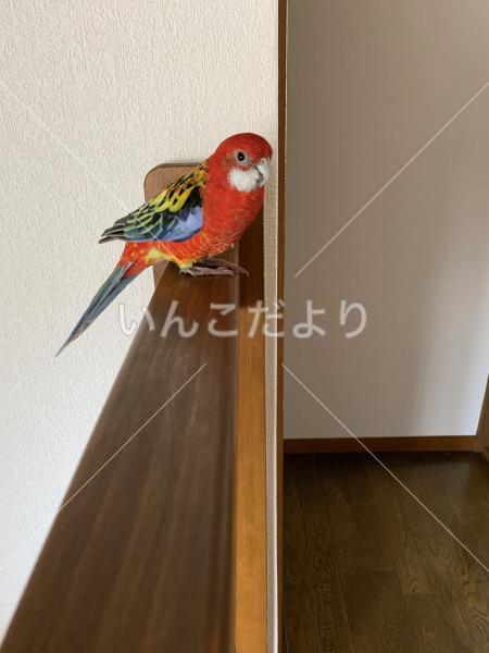 迷い鳥の写真