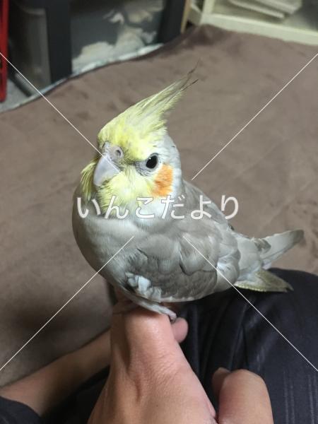 迷い鳥の写真