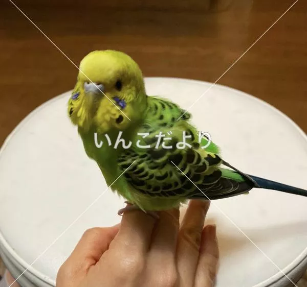 保護鳥の写真