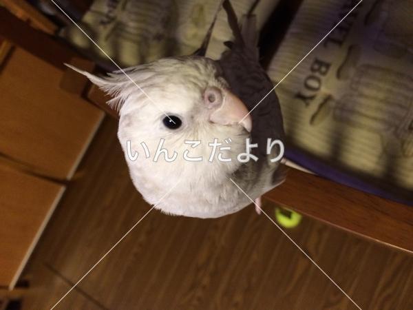 迷い鳥の写真
