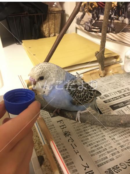 迷い鳥の写真