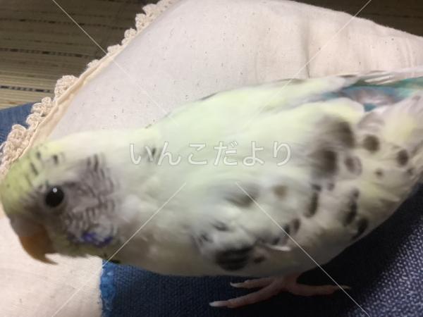 迷い鳥の写真