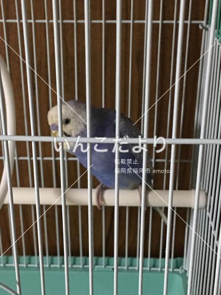 保護鳥の写真