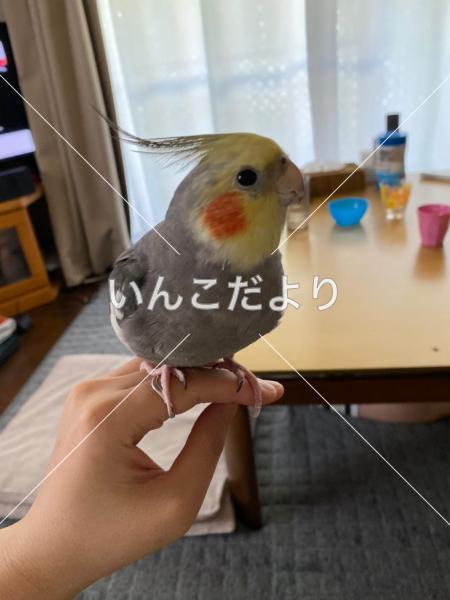 迷い鳥の写真