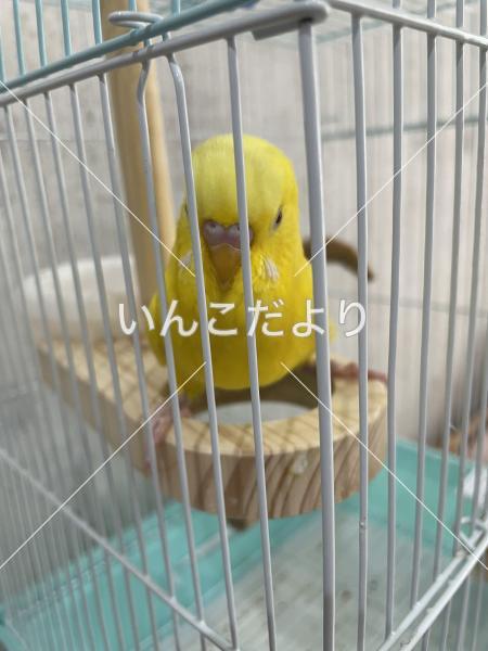 迷い鳥の写真