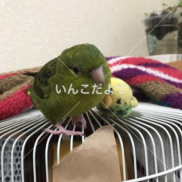 迷い鳥の写真
