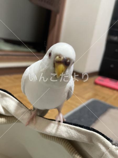 迷い鳥の写真