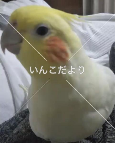 迷い鳥の写真