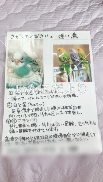 迷い鳥の写真