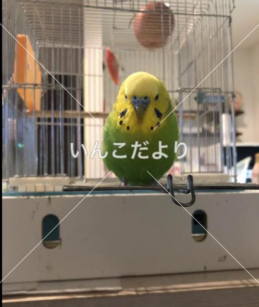 迷い鳥の写真