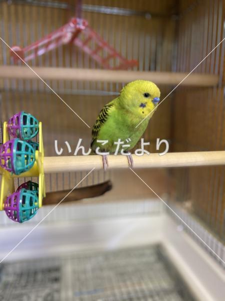 保護鳥の写真
