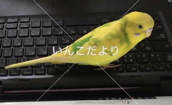 迷い鳥の写真