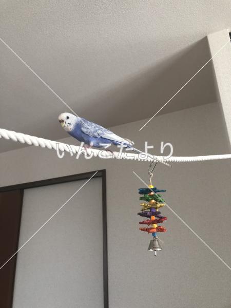 迷い鳥の写真