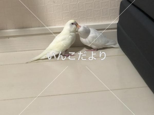 迷い鳥の写真
