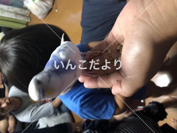 保護鳥の写真