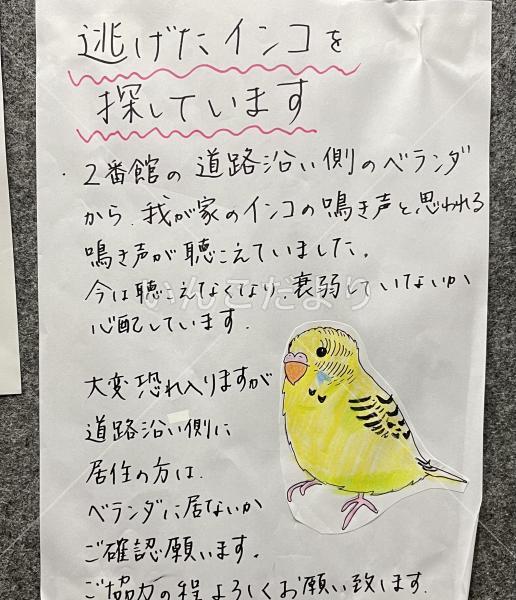迷い鳥の写真