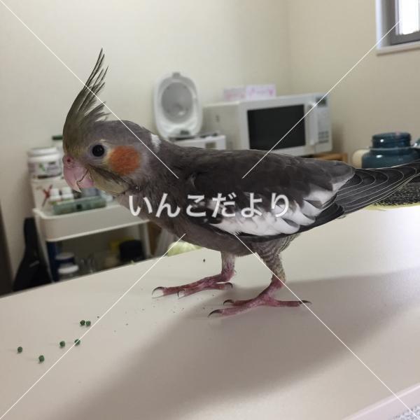 迷い鳥の写真