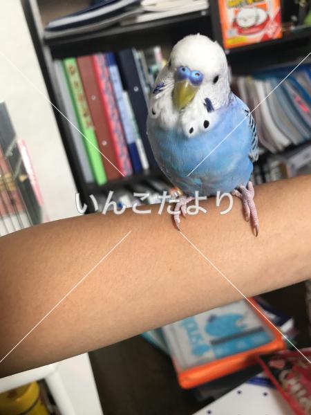 保護鳥の写真