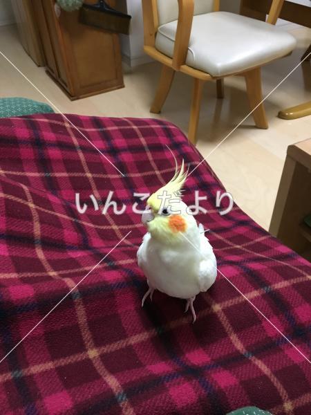 迷い鳥の写真