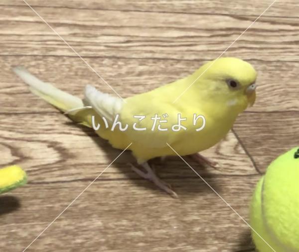 保護鳥の写真