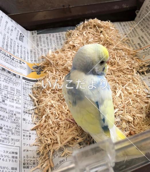 迷い鳥の写真