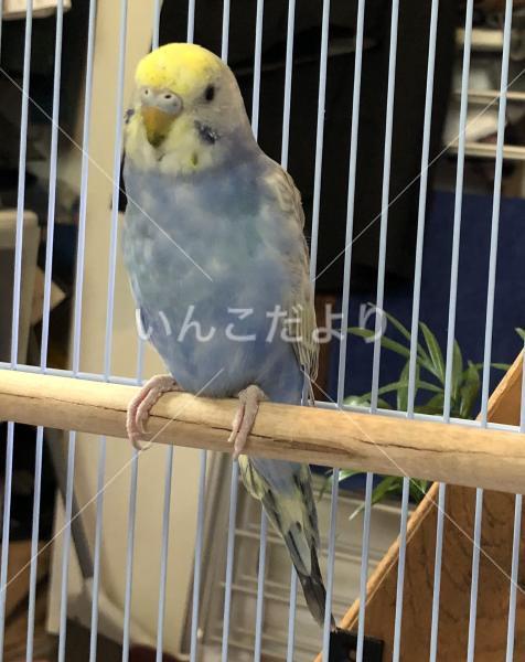 迷い鳥の写真