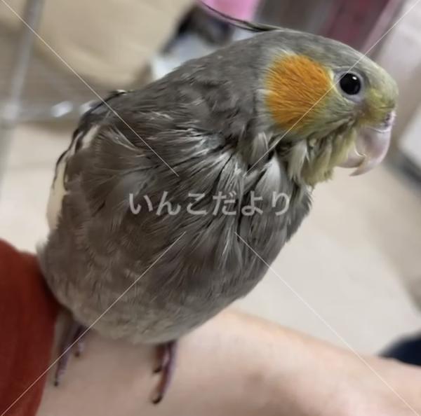 迷い鳥の写真