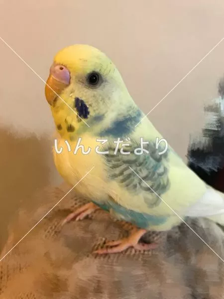 保護鳥の写真