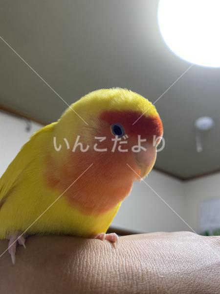 迷い鳥の写真