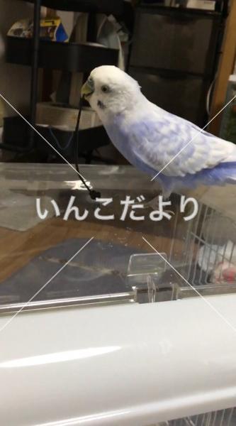 迷い鳥の写真