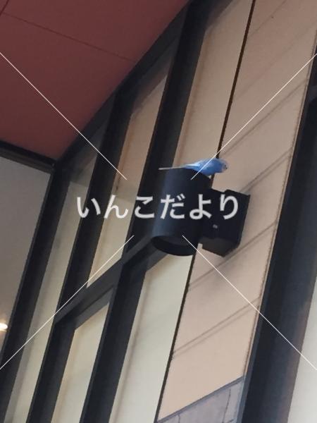 迷い鳥の写真