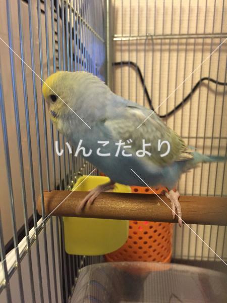 迷い鳥の写真