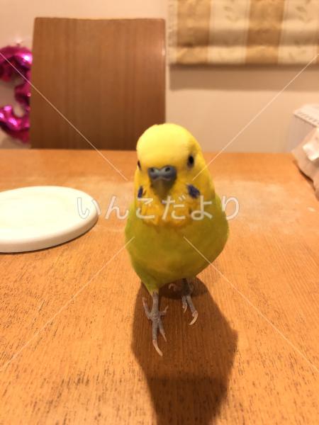 迷い鳥の写真
